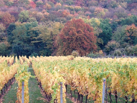 Vignoble de Dorlisheim, à 15 min à pied du Gîte en Alsace